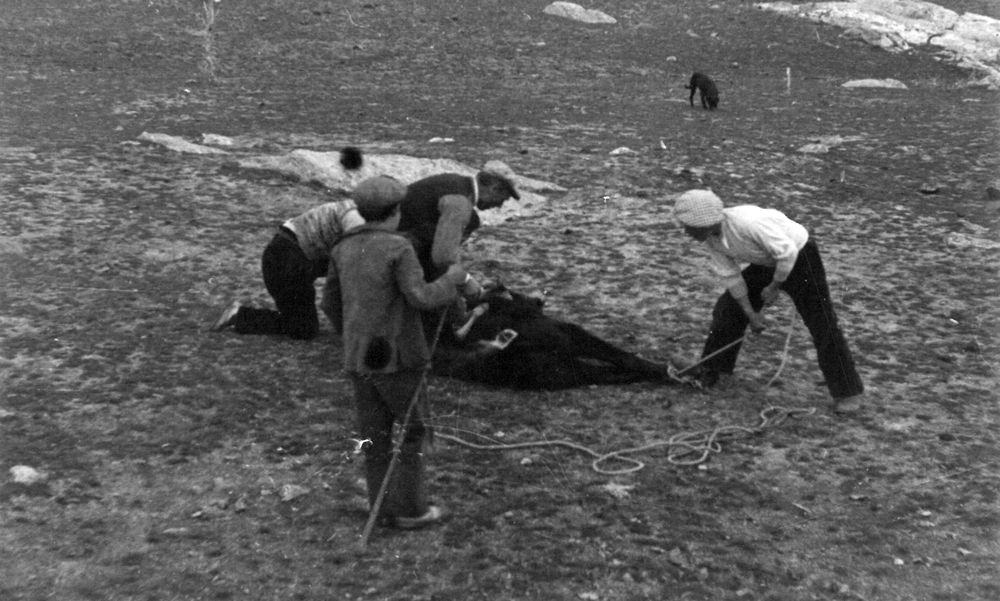 Labores del campo 10