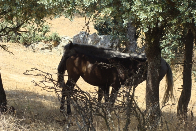 Aviso a propietarios de caballos en la Dehesa de Moncalvillo