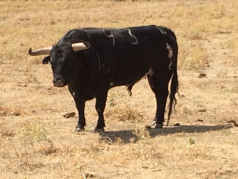 Astados de primeras ganaderías en al Feria Moncalvillo