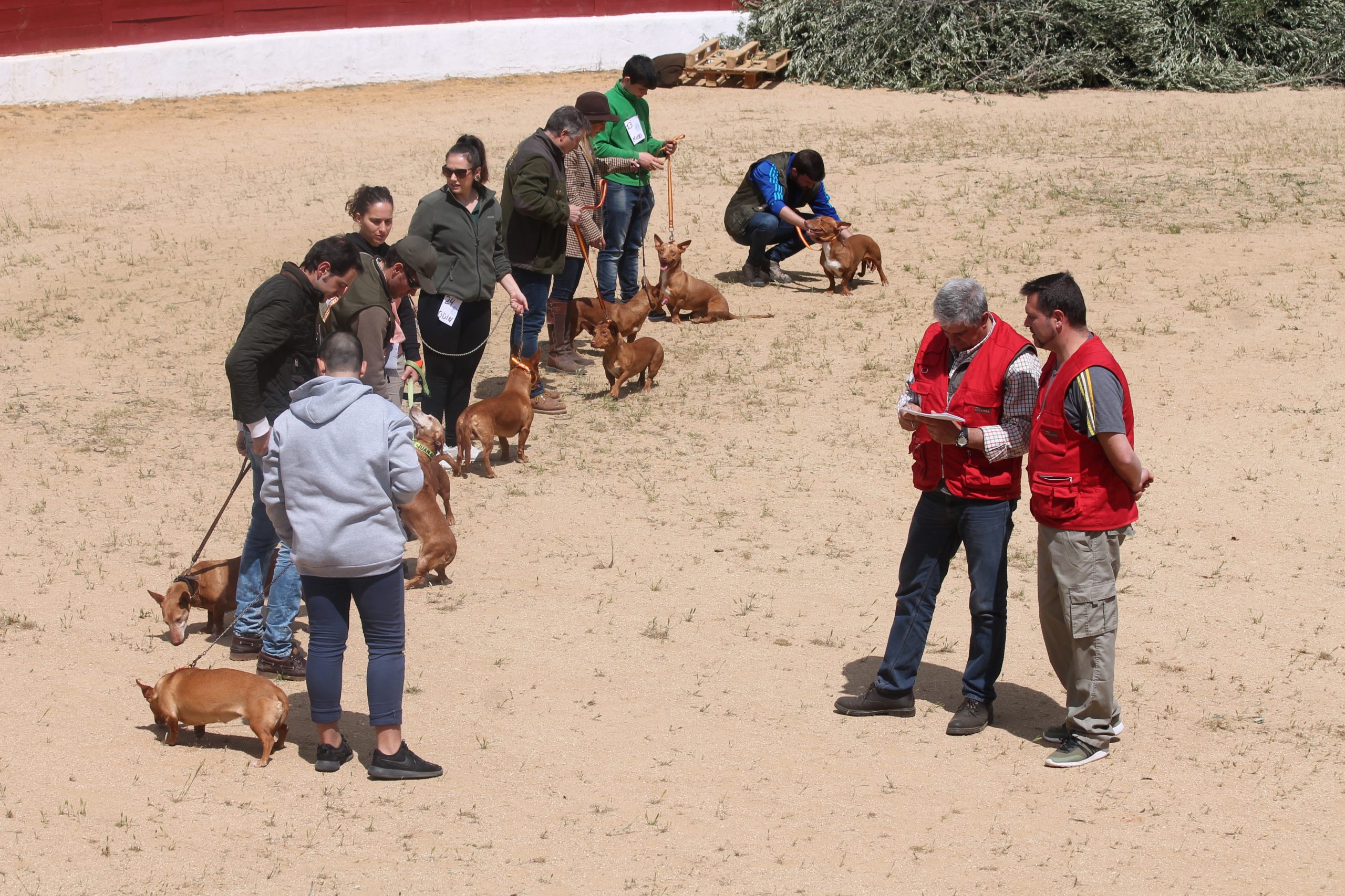 CALIDAD Y ALTA PARTICIPACIÓN EN EL I CONCURSO DE PODENCO ANDALUZ Y MANETO EN SAN AGUSTÍN
