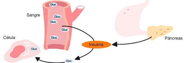 PREVENIR Y CONTROLAR LA DIABETES MELLITUS TIPO 2